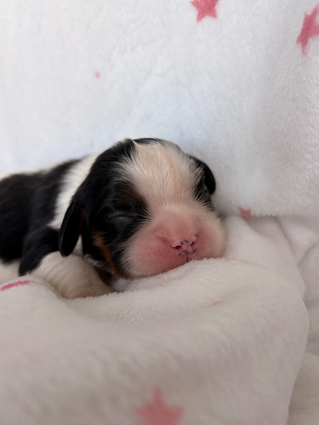 De Manaëlle - Chiots disponibles - Cavalier King Charles Spaniel