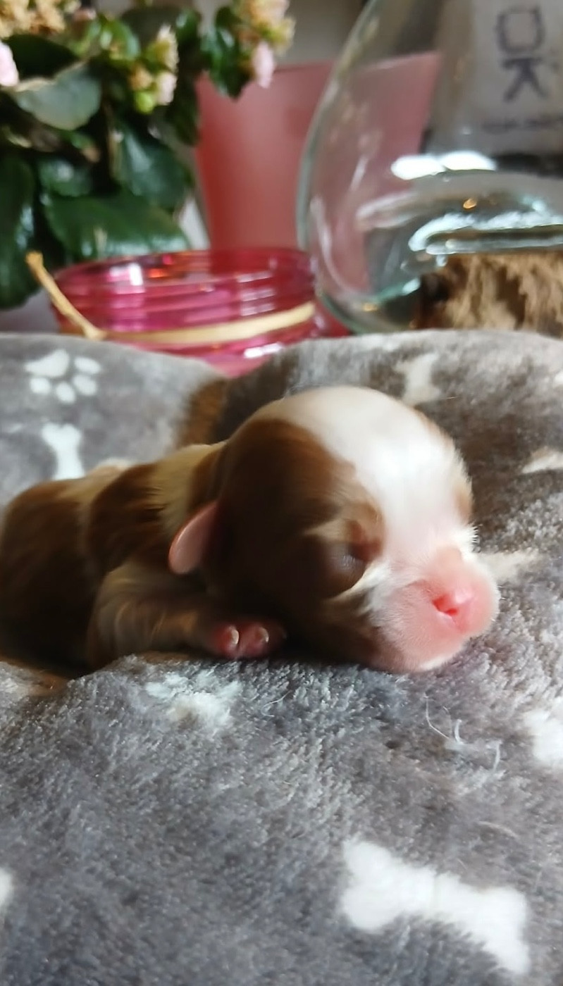 De Manaëlle - Chiots disponibles - Cavalier King Charles Spaniel