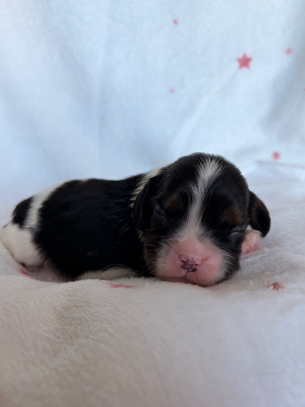 De Manaëlle - Chiots disponibles - Cavalier King Charles Spaniel