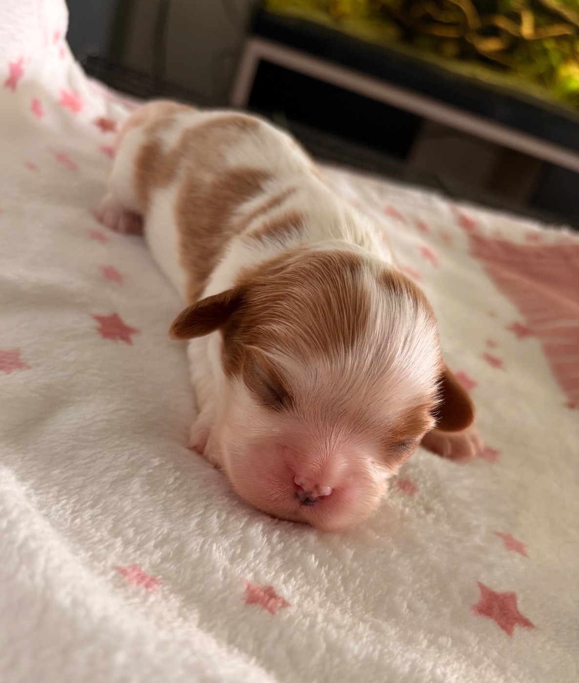 De Manaëlle - Chiots disponibles - Cavalier King Charles Spaniel