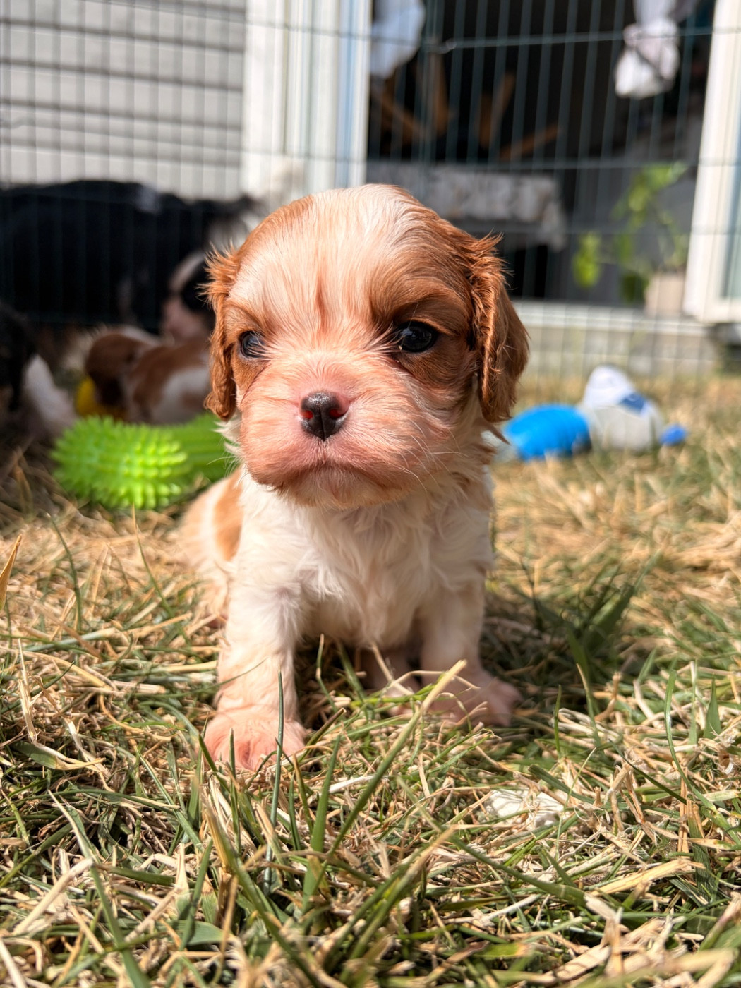 De Manaëlle - Chiots disponibles - Cavalier King Charles Spaniel
