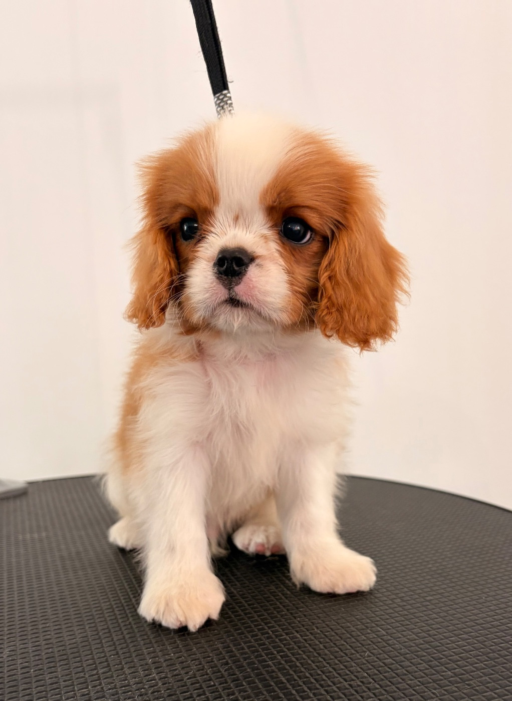De Manaëlle - Chiots disponibles - Cavalier King Charles Spaniel