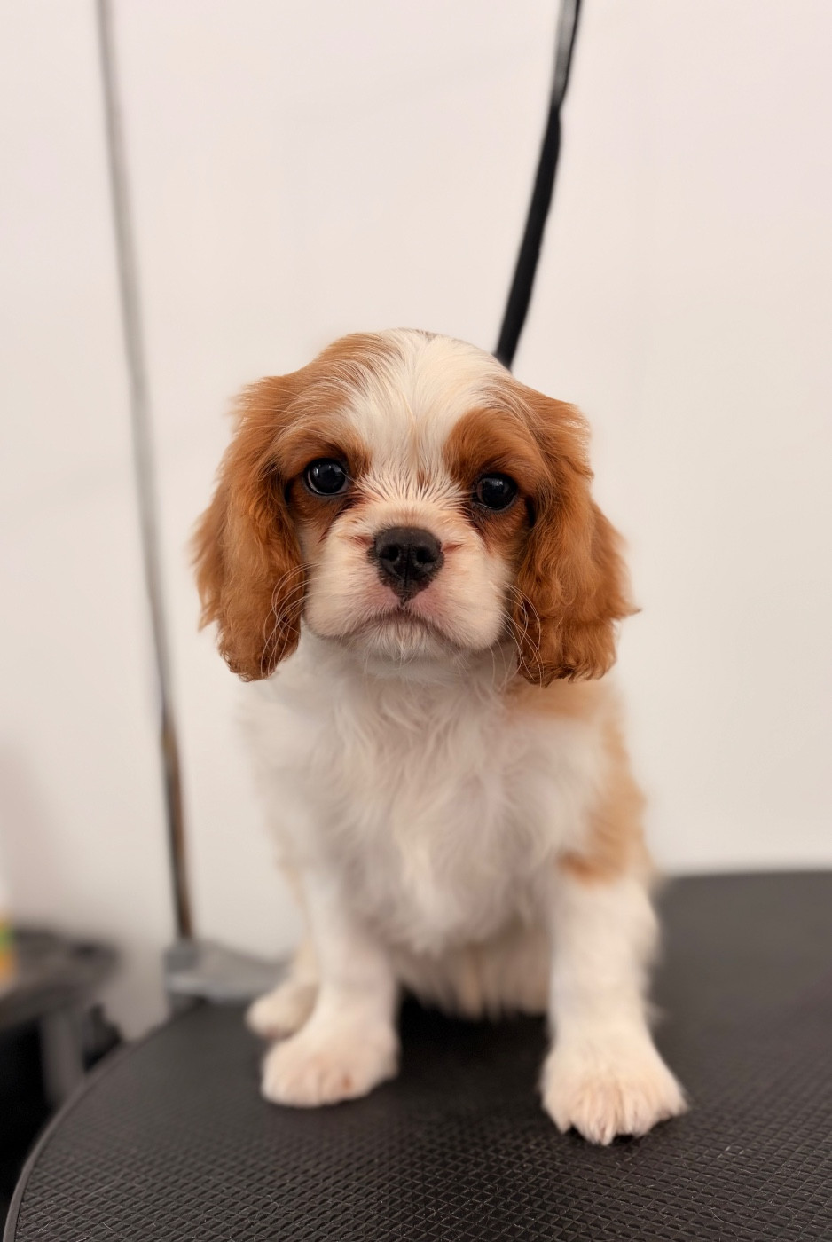 De Manaëlle - Chiots disponibles - Cavalier King Charles Spaniel